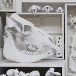 Butch Anthony Bone Art Exhibit at The Bo Bartlett Center