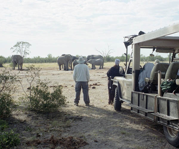 Distance: Several adult elephants. Closer: Two onlookers with their backs to the camera, one leaning against an open-air vehicle.