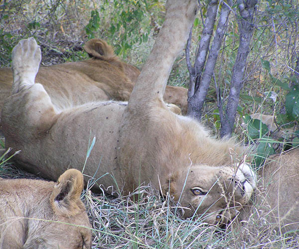 An adult lion resting on its back in the shade, limbs outstretched
