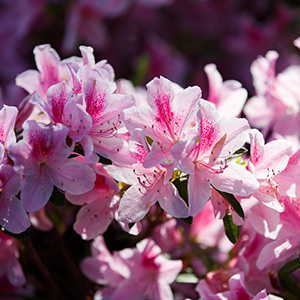 several white and pink flowers