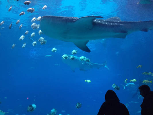 A whale shark in the Ocean Voyager gallery at the Georgia Aquarium